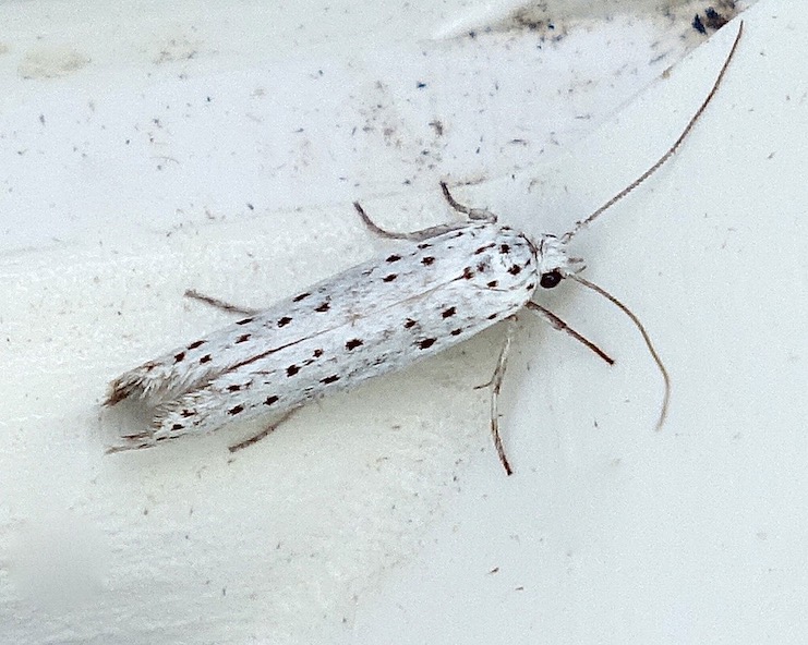 orchard ermine